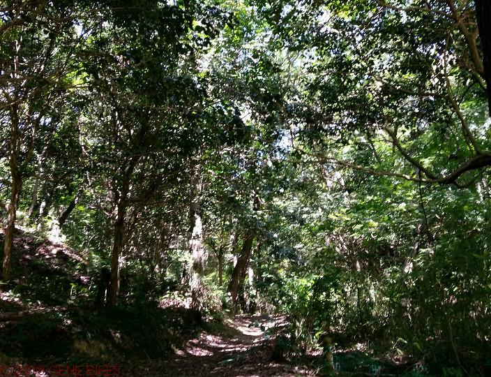 この夏最大の敵現る　8月20日MTBライド 神戸西