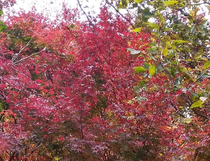 山燃える、紅葉　12月1日MTBライド 神戸西